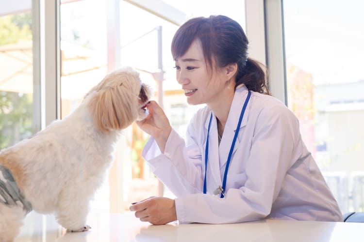 犬と遊ぶ女性獣医