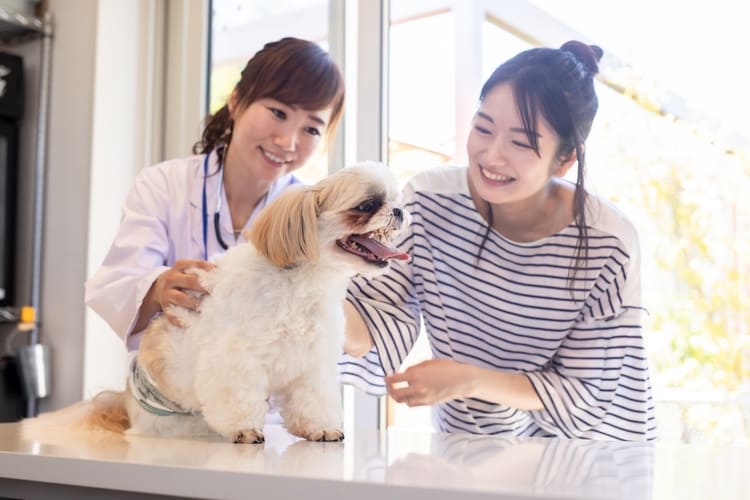 女性獣医と犬と飼い主